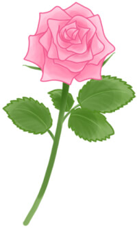 ピンク色の薔薇（バラ）のイラスト