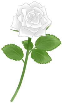 白色の薔薇（バラ）のイラスト
