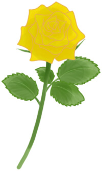 黄色の薔薇（バラ）のイラスト