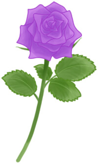 紫色の薔薇（バラ）のイラスト