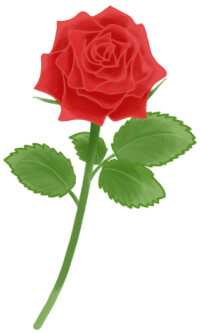 赤色の薔薇（バラ）のイラスト