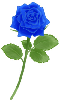 青色の薔薇（バラ）のイラスト