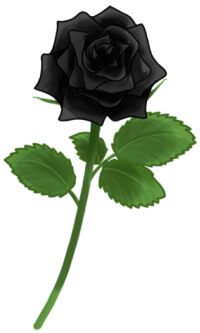 黒色の薔薇（バラ）のイラスト
